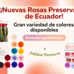 Rosas preservadas
