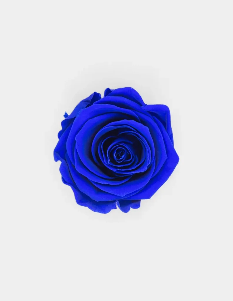 Cabeza Rosas Preservadas de color azul