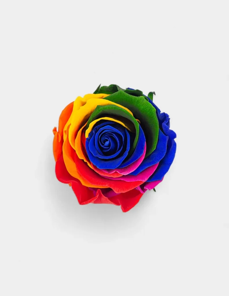 Cabeza Rosas Preservadas rainbow