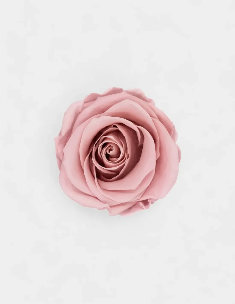 Cabeza Rosas Preservadas
