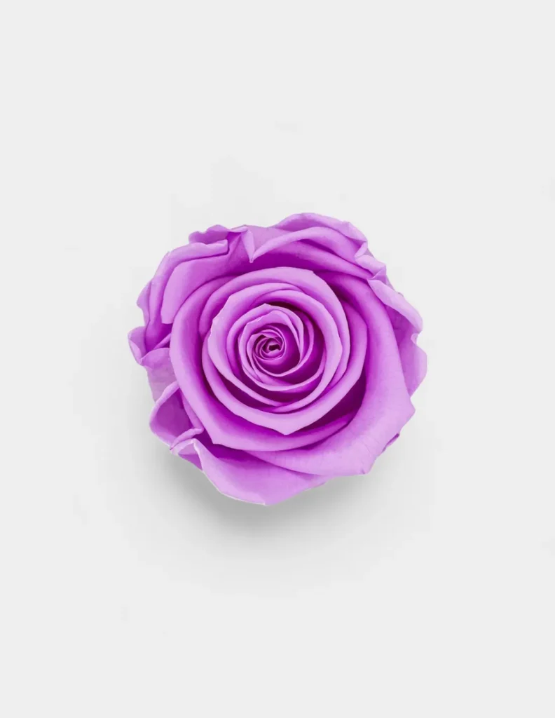 Cabeza Rosas Preservadas