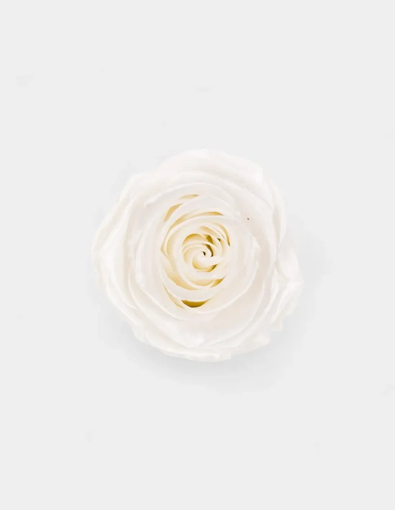 Cabeza Rosas Preservadas de color blanco