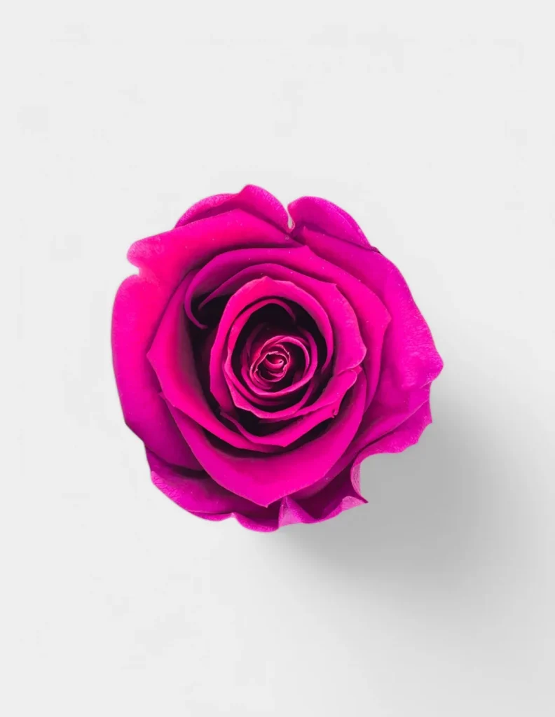 Cabeza Rosas Preservadas