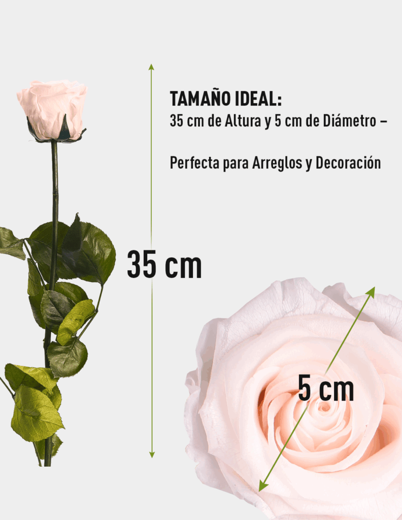 Rosas Preservadas con Tallo de 30 cm