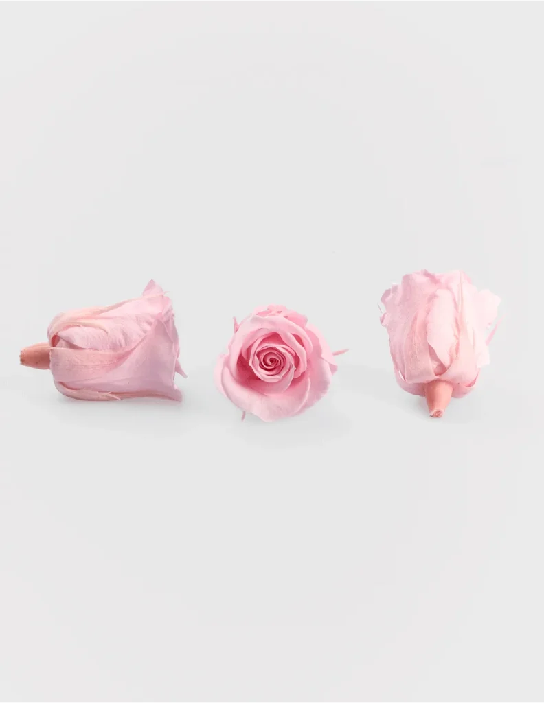 Rosas Preservadas mini