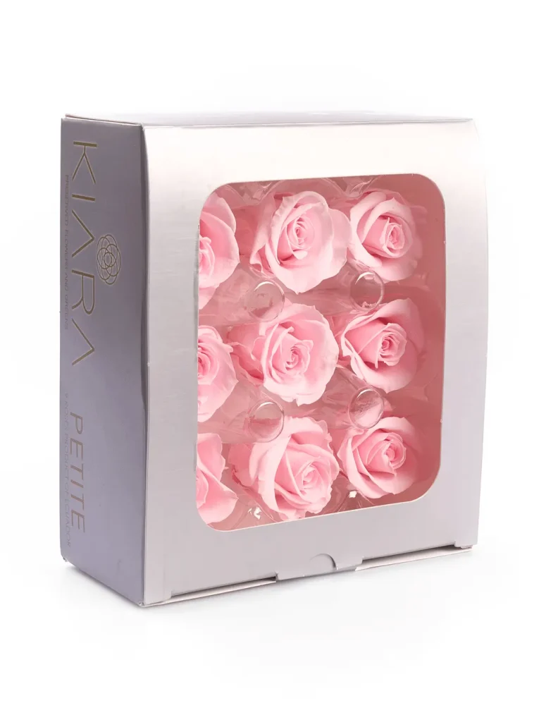 Rosa Preservada petite